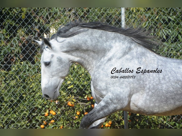 PRE Stallion 5 years 16 hh Grey-Dapple in Vejer de la Frontera