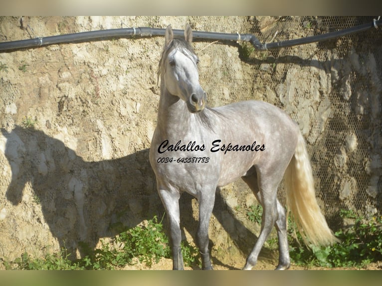 PRE Stallion 5 years 16 hh Grey-Dapple in Vejer de la Frontera
