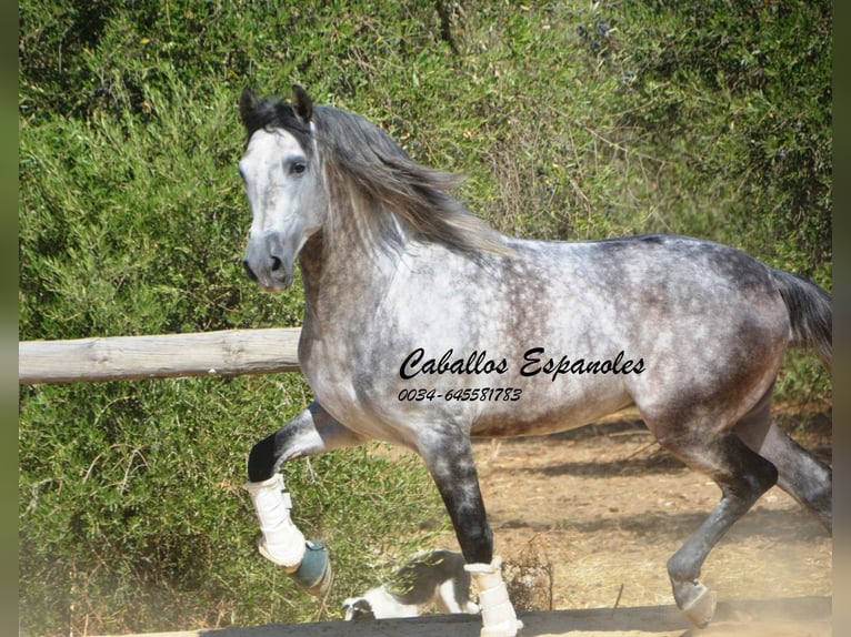 PRE Mix Stallion 5 years 16 hh Grey-Dapple in Vejer de la Frontera