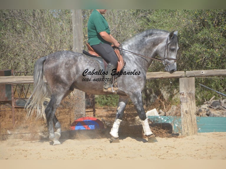 PRE Mix Stallion 5 years 16 hh Grey-Dapple in Vejer de la Frontera