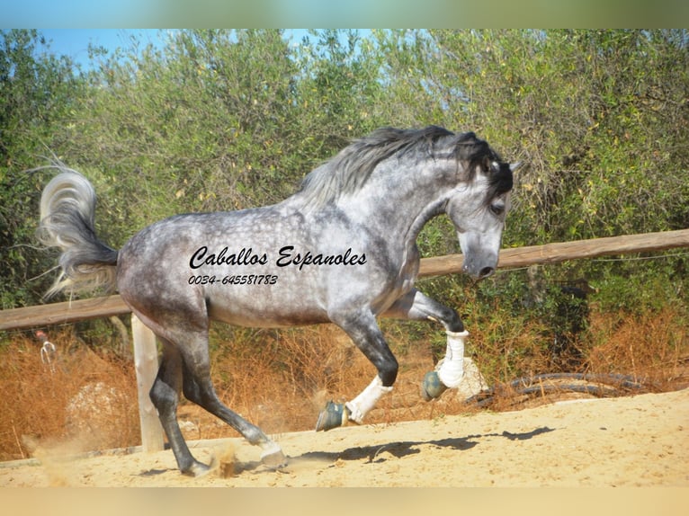 PRE Mix Stallion 5 years 16 hh Grey-Dapple in Vejer de la Frontera