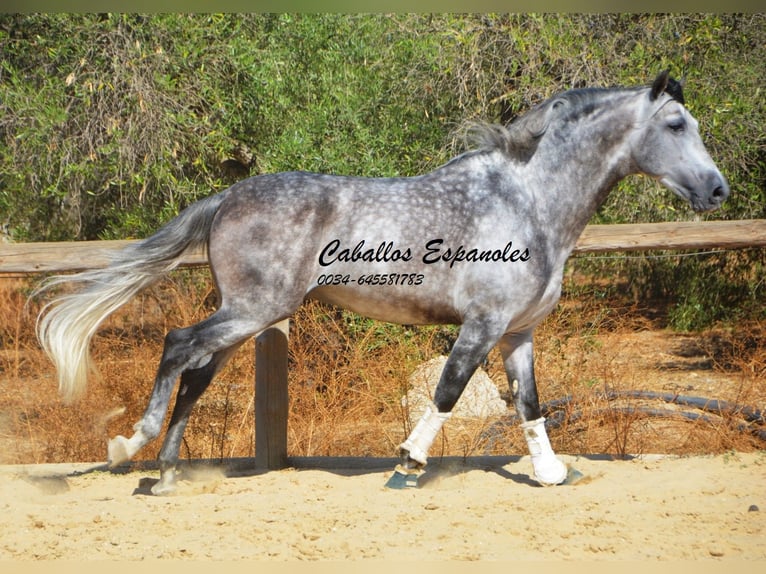 PRE Mix Stallion 5 years 16 hh Grey-Dapple in Vejer de la Frontera