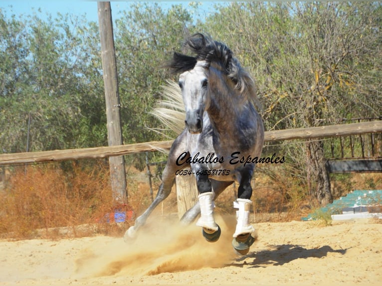 PRE Mix Stallion 5 years 16 hh Grey-Dapple in Vejer de la Frontera