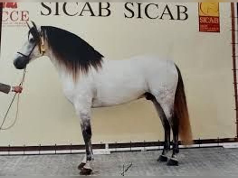 PRE Mix Stallion 5 years 16 hh Grey in Rebecq