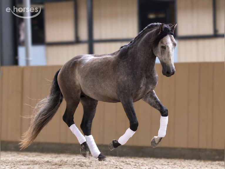 PRE Stallion 5 years 16 hh Grey in Rebecq