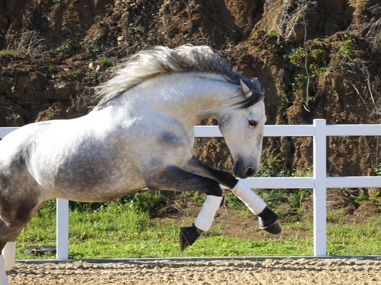 PRE Mix Stallion 5 years 16 hh Grey in Coín, Málaga
