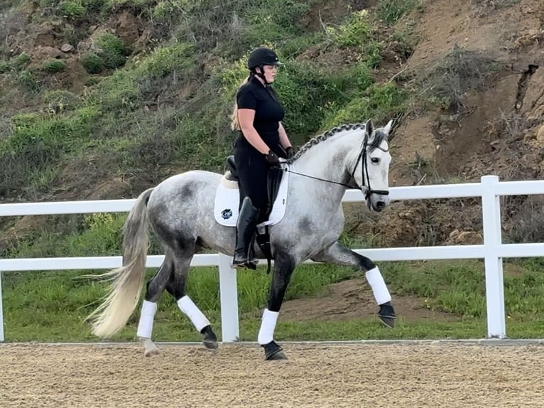 PRE Mix Stallion 5 years 16 hh Grey in Coín, Málaga