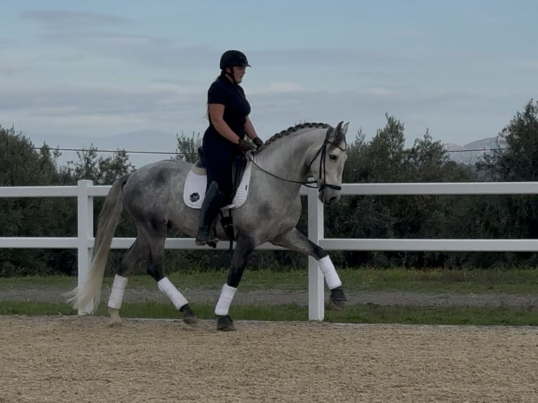 PRE Stallion 5 years 16 hh Grey in Coín, Málaga