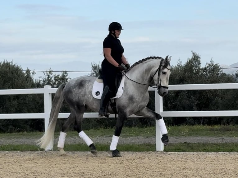 PRE Stallion 5 years 16 hh Grey in Coín, Málaga