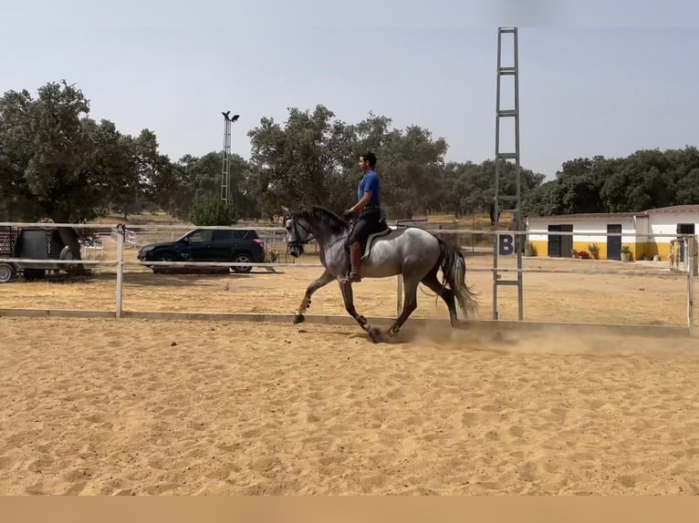 PRE Mix Stallion 5 years 16 hh Grey in Villanueva De Córdoba