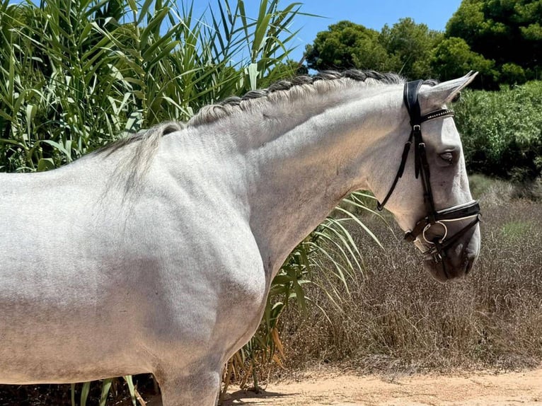 PRE Mix Stallion 5 years 16 hh Grey in Navas Del Madro&#xF1;o