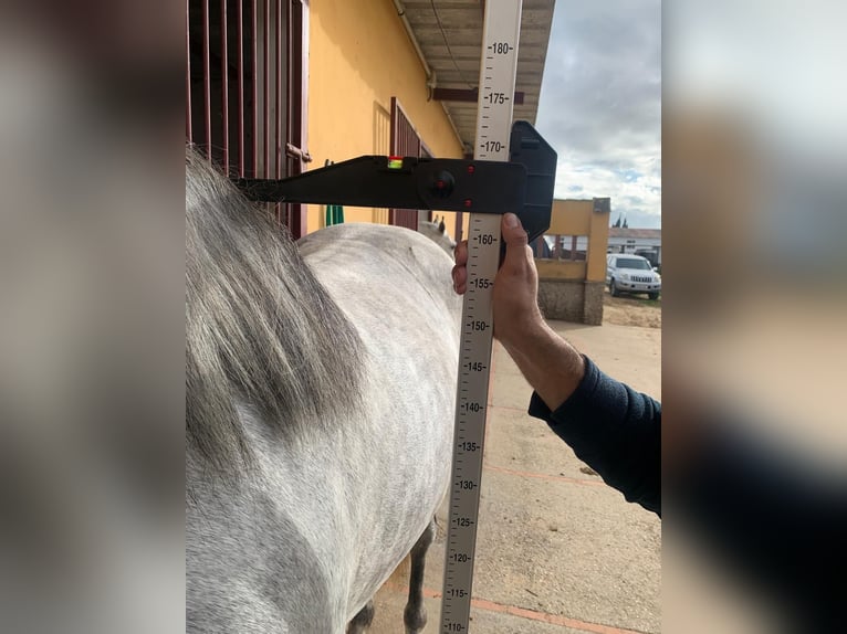 PRE Mix Stallion 5 years 16 hh Grey in Sanlucar