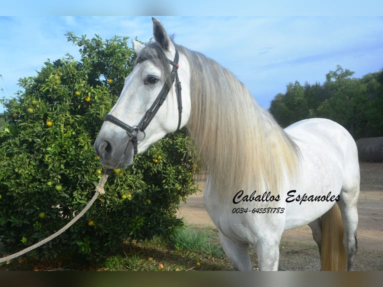 PRE Mix Stallion 5 years 16 hh Grey in Vejer de la Frontera