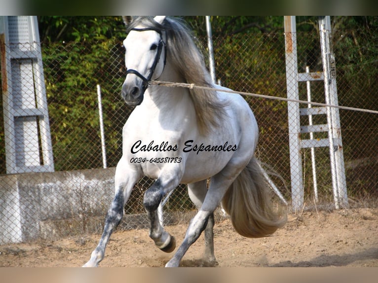 PRE Mix Stallion 5 years 16 hh Grey in Vejer de la Frontera