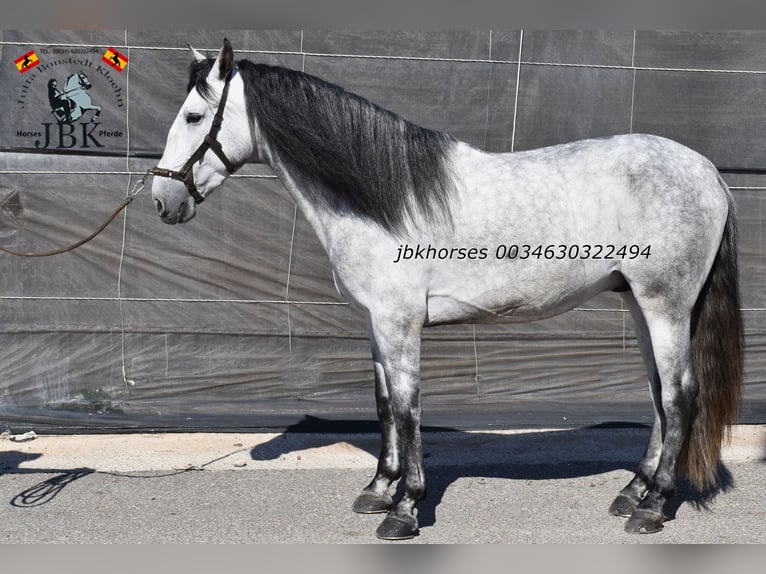 PRE Stallion 5 years 16 hh Grey in Tabernas Almeria