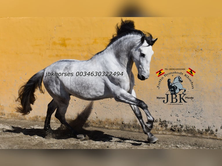 PRE Stallion 5 years 16 hh Grey in Tabernas Almeria
