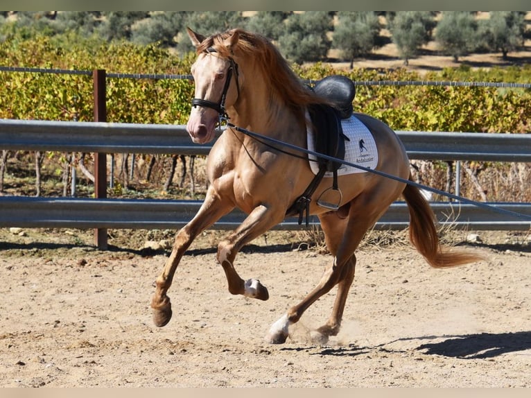 PRE Stallion 5 years 16 hh Pearl in Provinz Cordoba