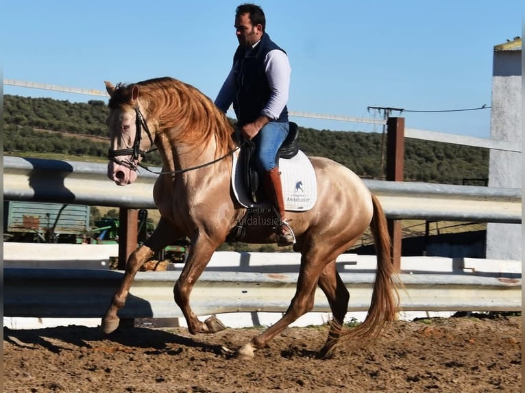 PRE Stallion 5 years 16 hh Pearl in Provinz Cordoba