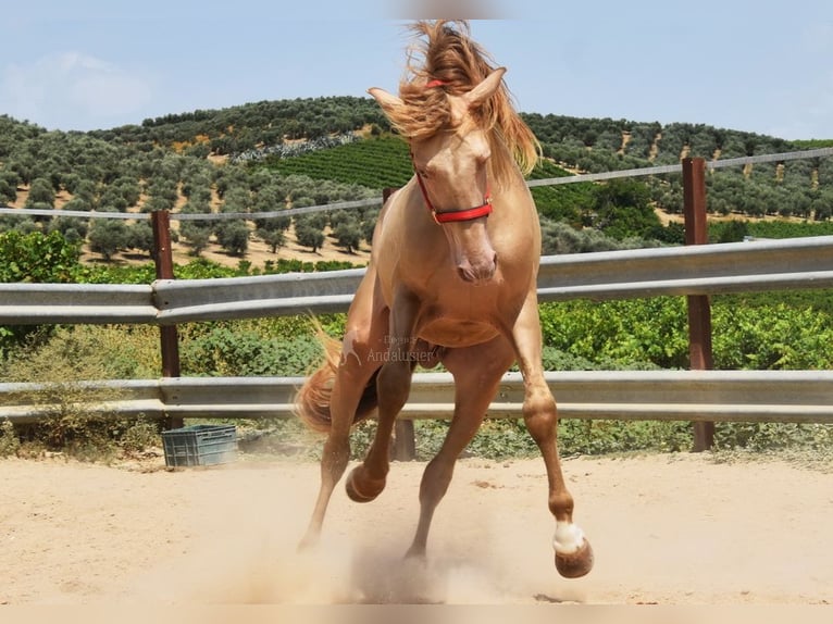 PRE Stallion 5 years 16 hh Pearl in Provinz Cordoba