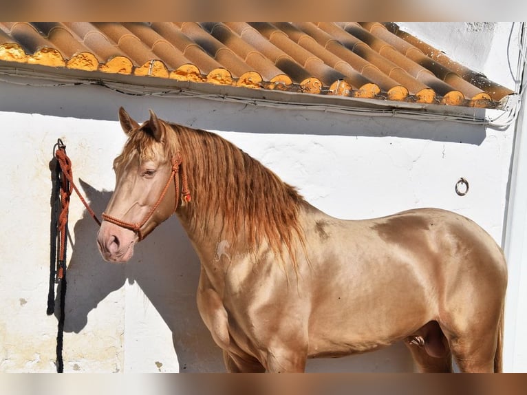 PRE Stallion 5 years 16 hh Pearl in Provinz Cordoba