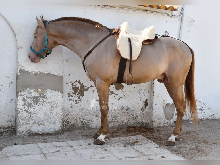 PRE Stallion 5 years 16 hh Pearl in Provinz Cordoba