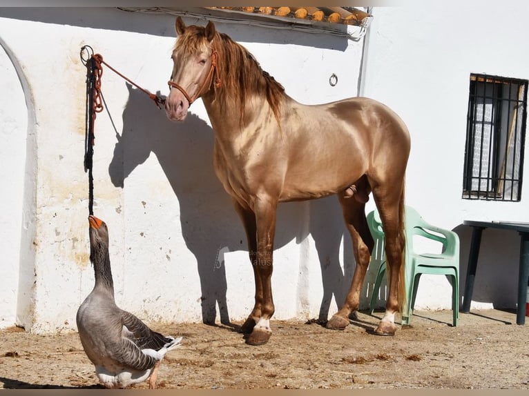 PRE Stallion 5 years 16 hh Pearl in Provinz Cordoba