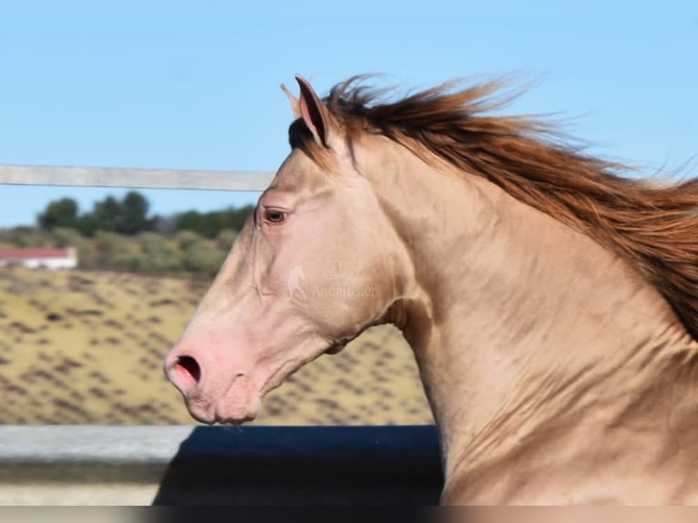 PRE Stallion 5 years 16 hh Pearl in Provinz Cordoba
