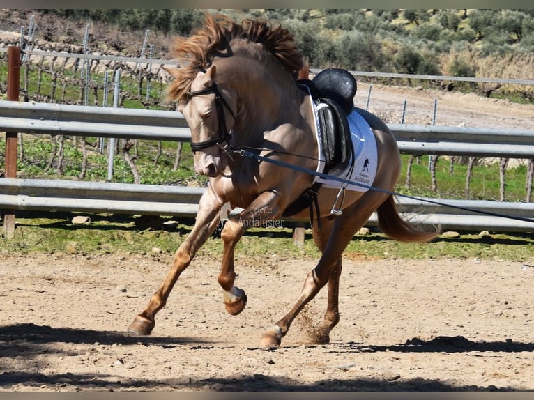 PRE Stallion 5 years 16 hh Pearl in Provinz Cordoba