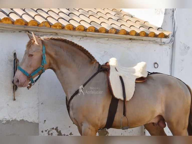 PRE Stallion 5 years 16 hh Pearl in Provinz Cordoba