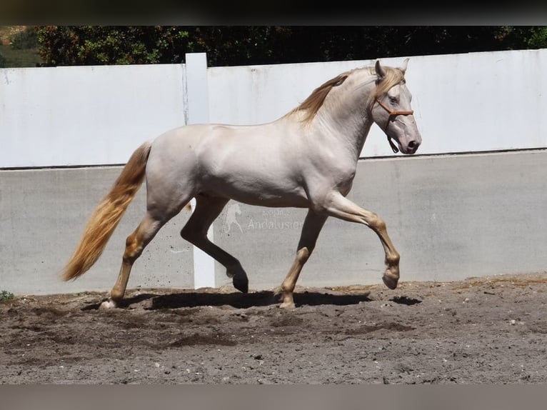 PRE Stallion 5 years 16 hh Perlino in Provinz Sevilla