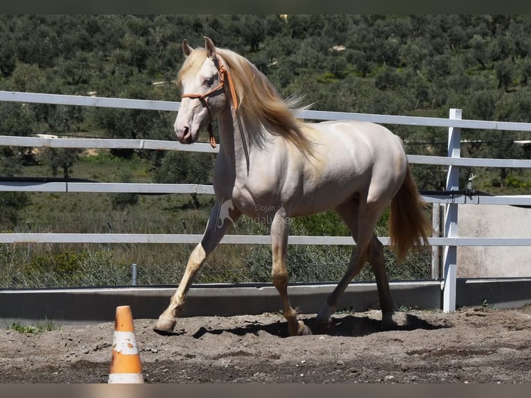 PRE Stallion 5 years 16 hh Perlino in Provinz Sevilla