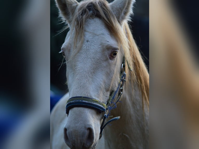 PRE Stallion 5 years 16 hh Perlino in Kubschütz