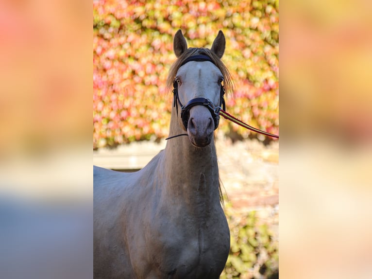 PRE Stallion 5 years 16 hh Perlino in Kubschütz