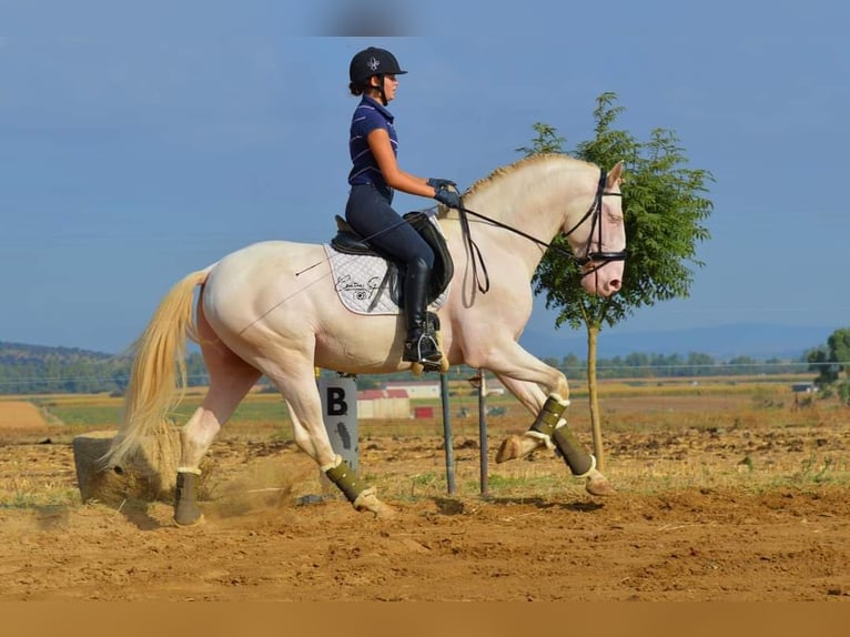 PRE Mix Stallion 5 years 16 hh Perlino in Medellin