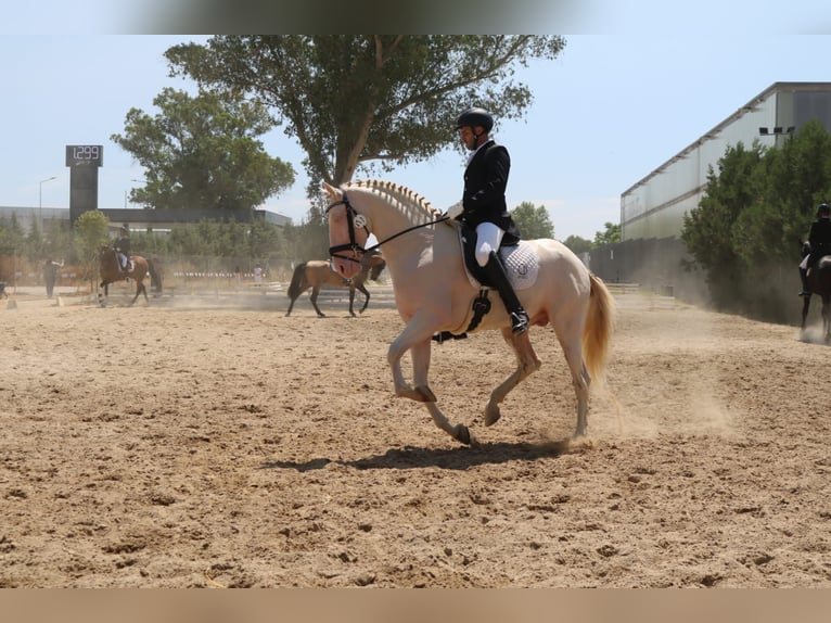 PRE Mix Stallion 5 years 16 hh Perlino in Medellin