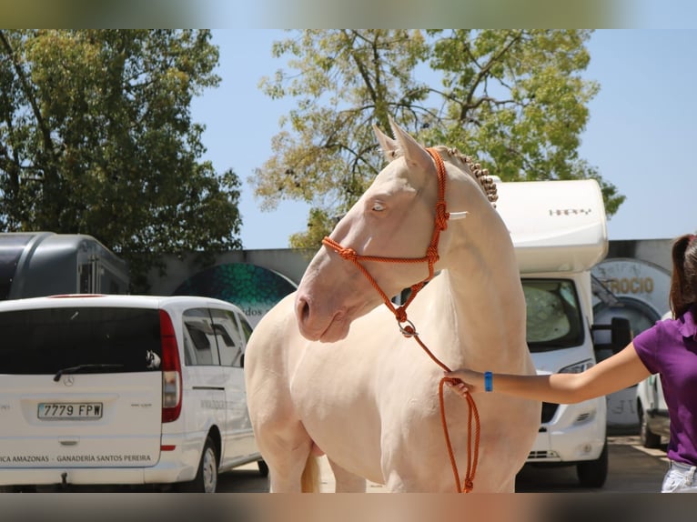 PRE Mix Stallion 5 years 16 hh Perlino in Medellin