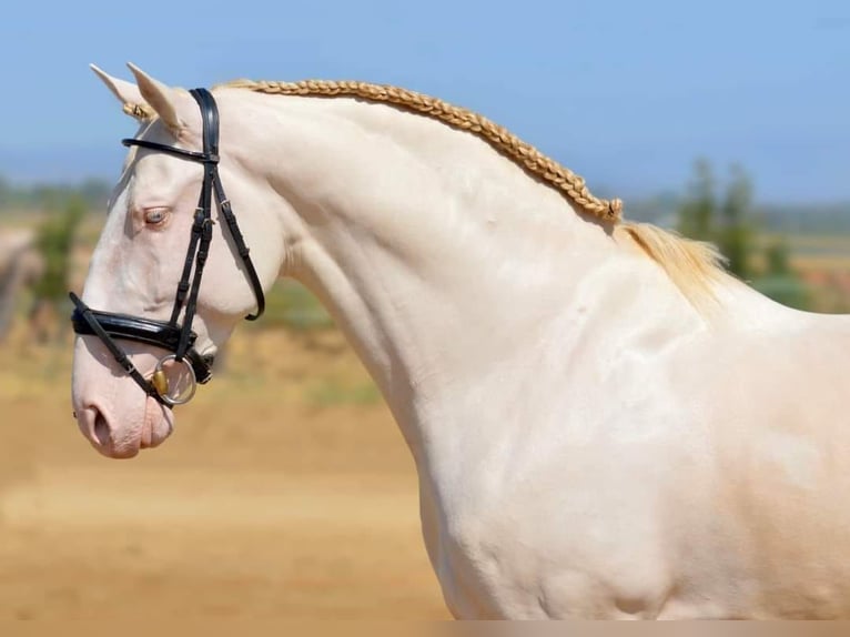 PRE Mix Stallion 5 years 16 hh Perlino in Medellin