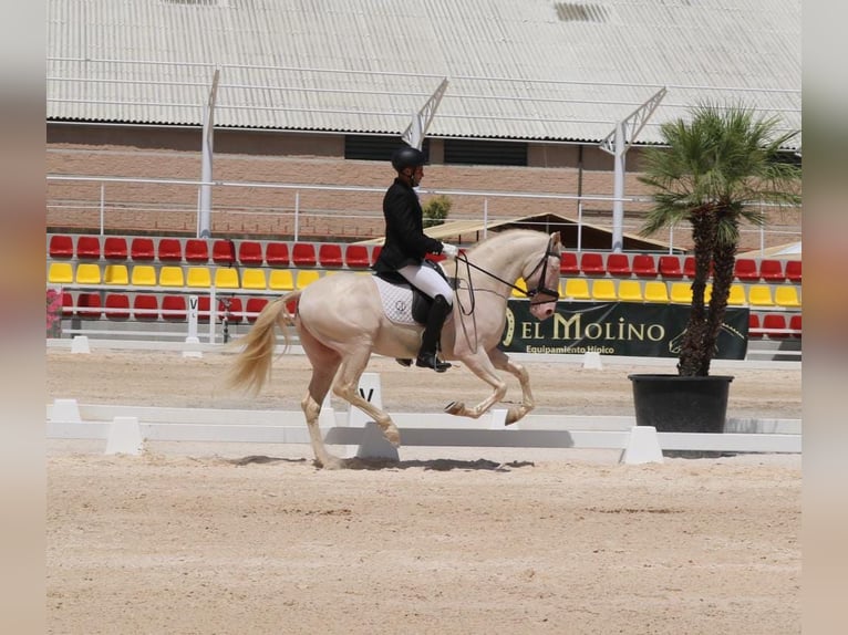 PRE Mix Stallion 5 years 16 hh Perlino in Medellin