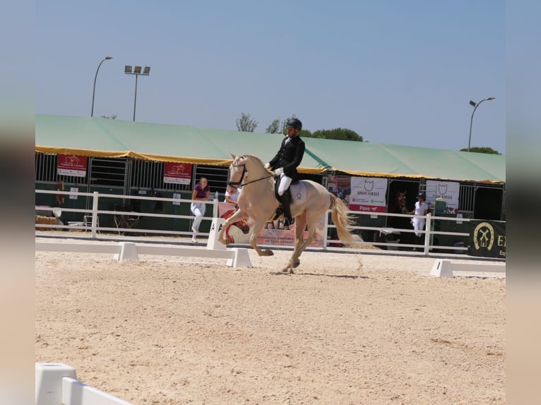 PRE Mix Stallion 5 years 16 hh Perlino in Medellin