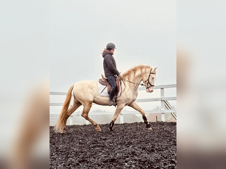 PRE Stallion 5 years 16 hh Perlino in Sigmarszell