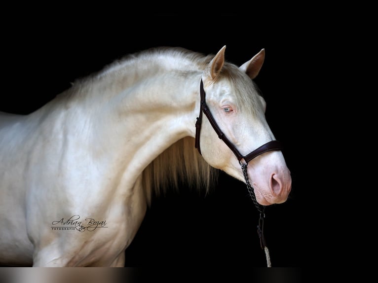 PRE Stallion 5 years 16 hh Perlino in Sigmarszell