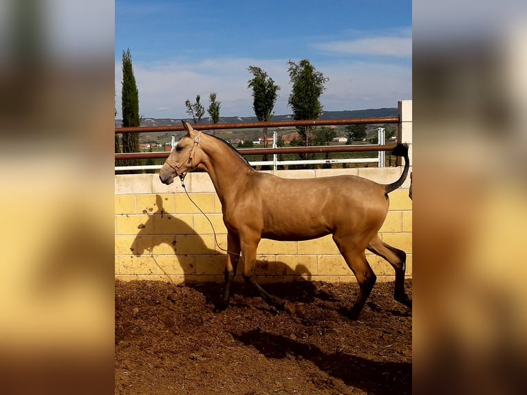 PRE Mix Stallion 5 years 16 hh Perlino in Yunquera De Henares