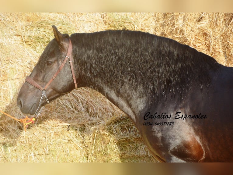 PRE Stallion 5 years 16 hh Smoky-Black in Vejer de la Frontera