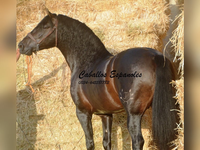 PRE Stallion 5 years 16 hh Smoky-Black in Vejer de la Frontera