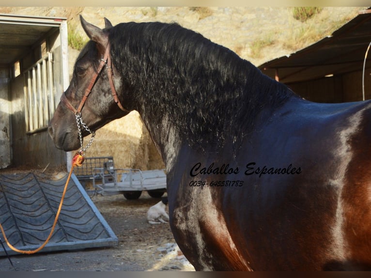 PRE Stallion 5 years 16 hh Smoky-Black in Vejer de la Frontera