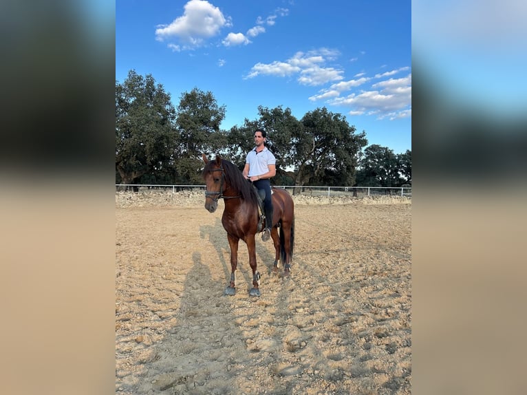 PRE Mix Stallion 5 years 16 hh Sorrel in Villanueva De Córdoba