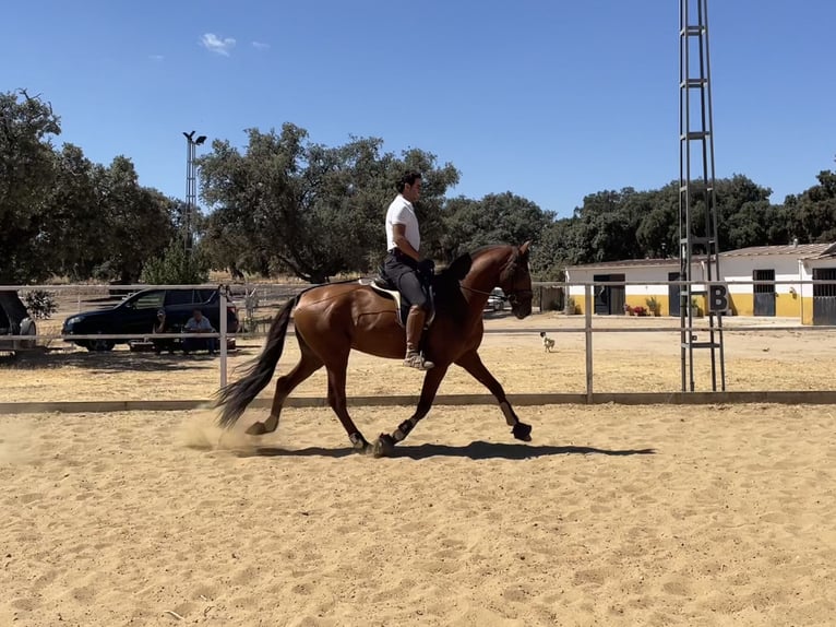 PRE Mix Stallion 5 years 16 hh Sorrel in Villanueva De Córdoba
