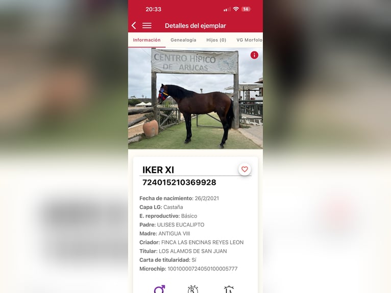 PRE Mix Stallion 5 years 16,1 hh Bay-Dark in Galaroza (Huelva)