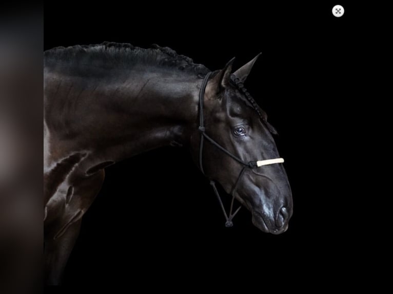 PRE Mix Stallion 5 years 16,1 hh Black in Malaga