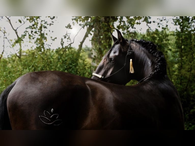 PRE Mix Stallion 5 years 16,1 hh Black in Malaga